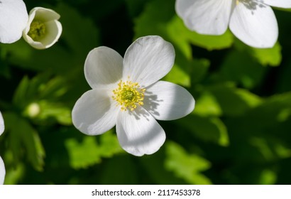 Anemone flower, Greek means "daughter of the wind", Metamorphoses from Ovid say that the plant was created by the goddess Aphrodite when she sprinkles nectar on the blood of her dead lover Adonis.