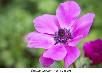 美しい花の紫アネモネの花 限定フォーカス写真素材 Shutterstock