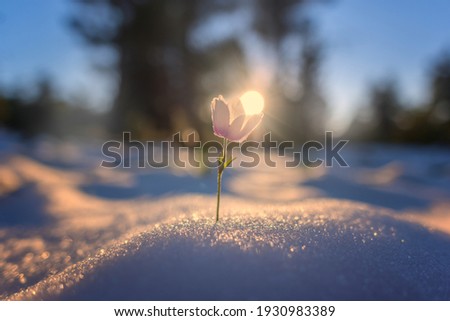 anemone flower spring winter glow