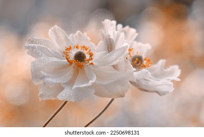 Anemone flowers. Close-up spring and autumn flowers on the pastel background - Powered by Shutterstock