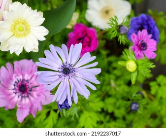 anemone flowers in the spring garden.