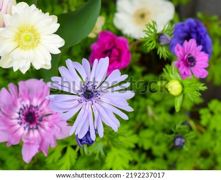 anemone flowers in the spring garden. Сток-фото © 