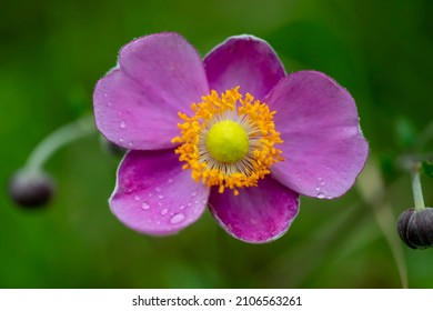 Anemone Hupehensi has pink flowers