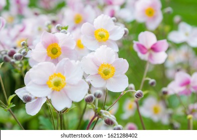Anemone hupehensis. Chinese anemone or Japanese anemone, thimbleweed, or windflower.   Note: Shallow depth of field - Shutterstock ID 1621288402