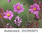 Anemone hupehensis. Closeup of japanese anemone, windflower.