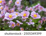 Anemone hupehensis. Commonly known as the Chinese anemone or Japanese anemone, thimbleweed, or windflower