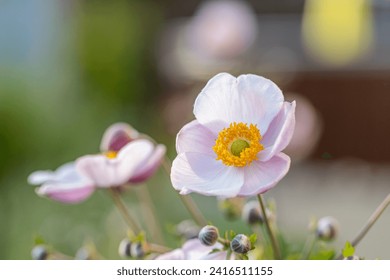 Anemone hupehensis praecox pink petal simplicity flowering plant, windflowers flowering plants in the garden, green leaves, background texture pattern - Powered by Shutterstock