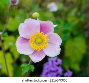 Anemone Hupehensis 