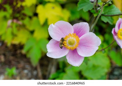 Anemone Hupehensis 