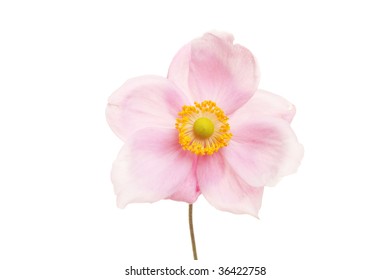 Anemone Hupehesis September Charm Flower Isolated Against White