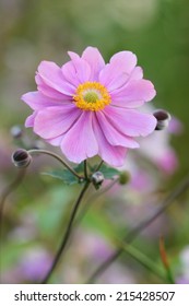 Anemone Japonica 