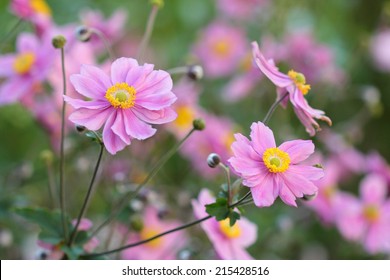 Anemone Japonica 