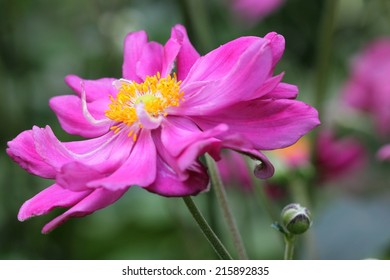 Anemone Japonica