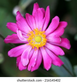 Anemone Japonica