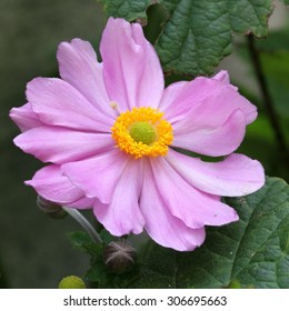 Anemone Japonica 