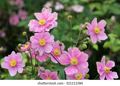 Anemone Japonica 