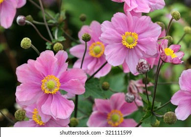 Anemone Japonica 