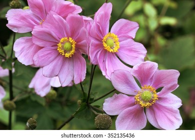 Anemone Japonica 