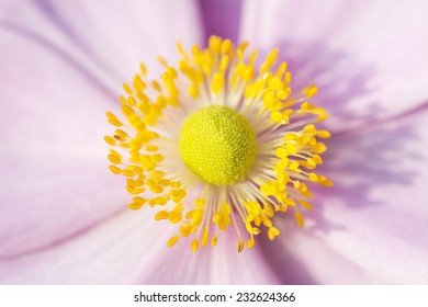 Anemone Macro, Pink Flower With Yellow Stamens September Charm