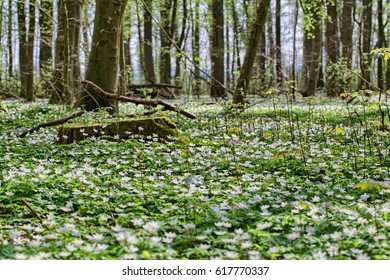 Anemone Nemorosa Blooming