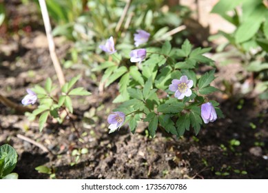 Anemone Nemorosa Robinsoniana: Anemone Blooms In Spring