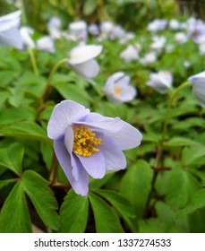 Anemone Nemorosa Robinsoniana Blue Wood Anemone Flowers