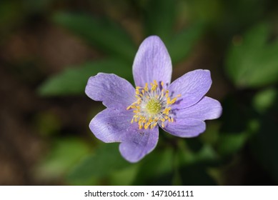 Anemone Nemorosa Robinsoniana: Macro Anemone Blooms In Spring