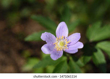 Anemone Nemorosa Robinsoniana: Macro Anemone Blooms In Spring