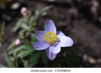 Anemone Nemorosa Robinsoniana: Macro Anemone Blooms In Spring