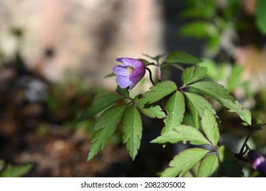 Anemone Nemorosa Robinsoniana: Macro Anemone Blooms In Spring