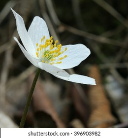 Anemone Nemorosa - Wood Anemone