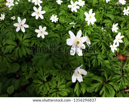 
Anemone nemorosa, the wood anemone spring flowers, blooming in the garden.


