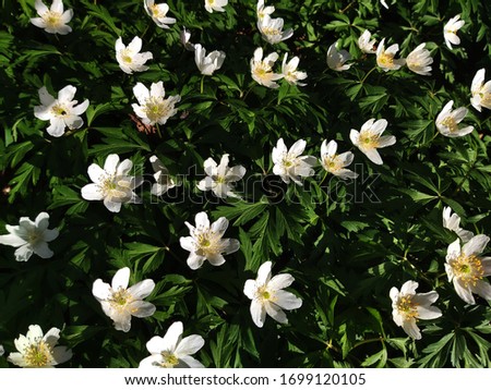 Anemone nemorosa, the wood anemone spring flowers, blooming in the garden.
