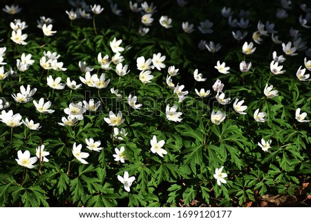 Anemone nemorosa, the wood anemone spring flowers, blooming in the garden.
