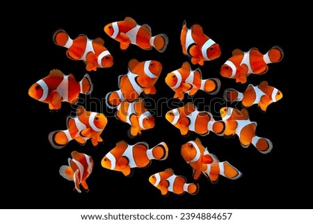 Anemone on isolated background, Group anemones fish on black background, clown fish