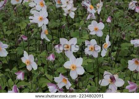 Anemone rupicola Dainty Swan Perennials Stockfoto © 