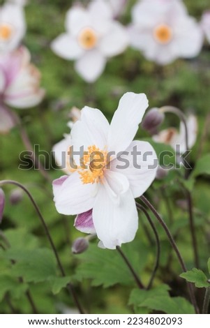 Anemone rupicola Dainty Swan Perennials Stockfoto © 