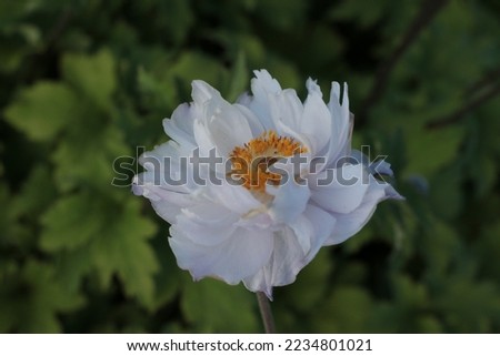Anemone rupicola Frilly Knickers Perennials