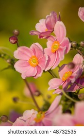 Anemone, September Charm.