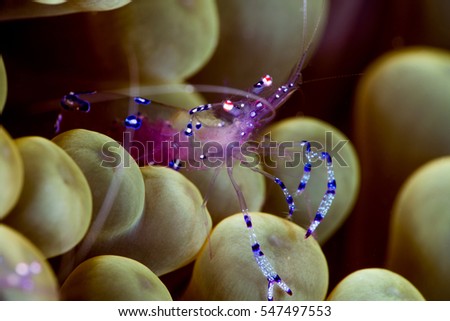 Similar – Image, Stock Photo Ocellaris clownfish Amphiprion ocellaris