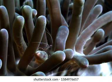 Anemone Shrimp In Anemone Siquijor Philippines