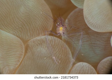 Anemone Shrimp Under Water Photo 