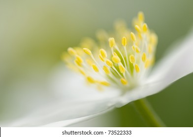 Anemone spring flower