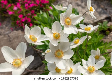 Anemone sylvestris. Beautiful white flowering plant. Rockery garden with small pretty white flowers, nature background. - Powered by Shutterstock - Get 15% off with code: PIKWIZARD15