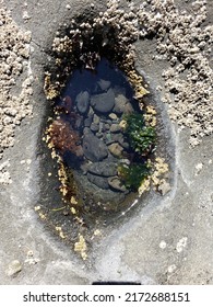 Anemone In Tide Pool Crevasse