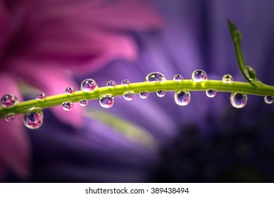 Anemone, Water Droplets, Close-up, Macro.