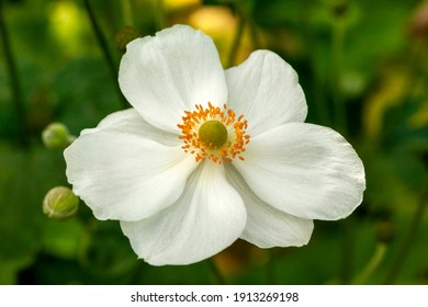 Anemone x Hybrida 'Honorine Jobert' a white herbaceous perennial summer autumn flower plant commonly known as Japanese anemone, stock photo image