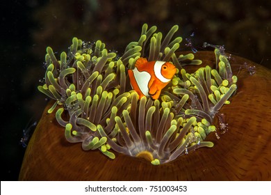Anemonefish