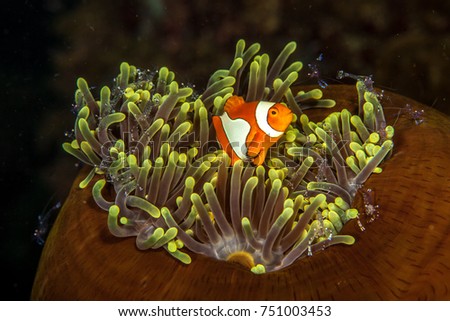 Anemonefish