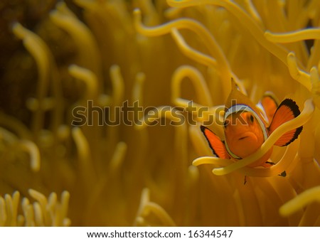 Anemonefish, Clownfish